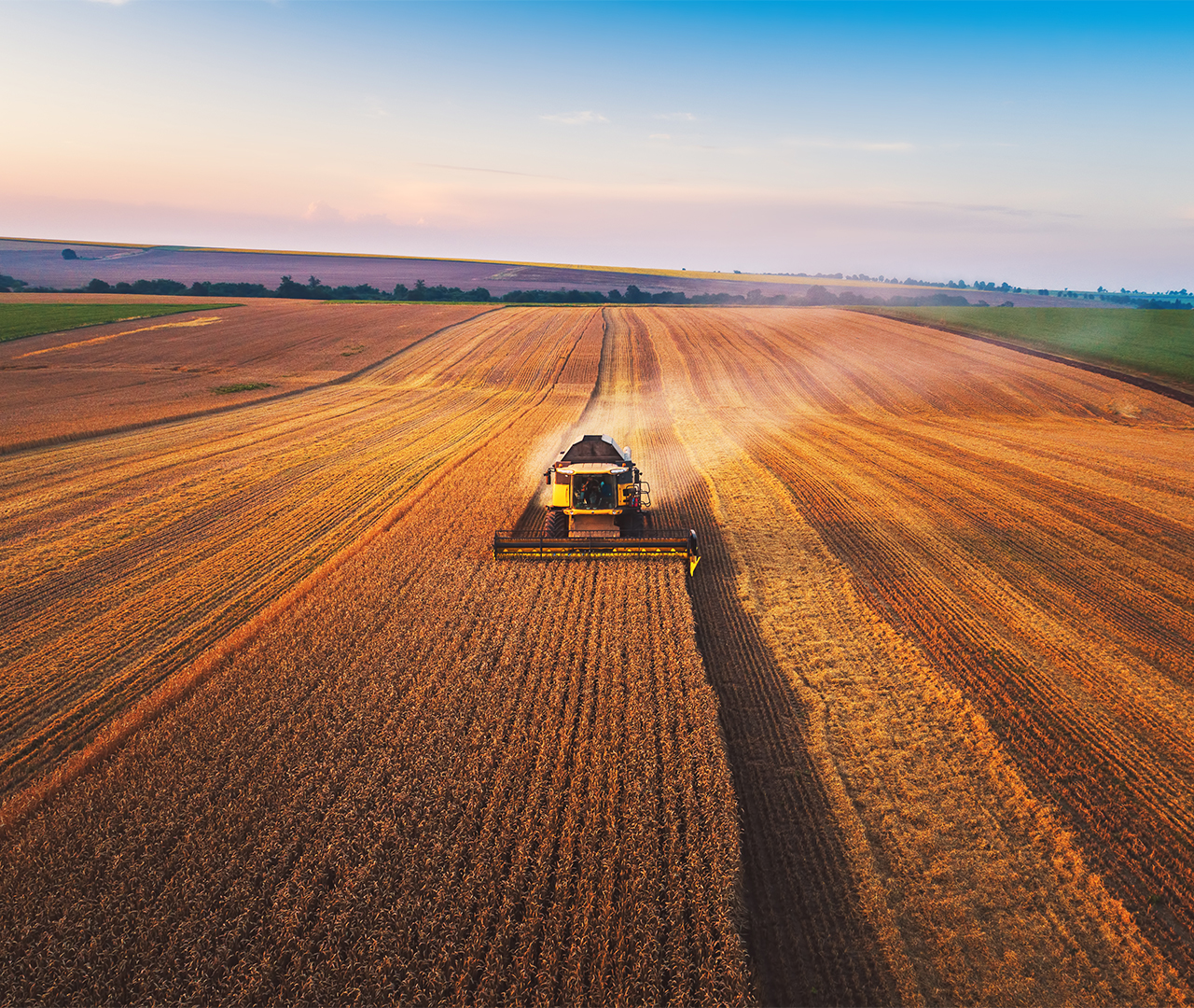 Combine harvester agriculture machine harvesting golden ripe wheat field